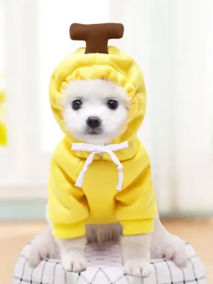 Adorable Carrot  Dog Halloween Costume