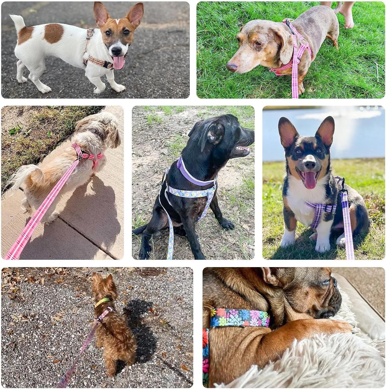 BEAUTYZOO No Pull Dog Harness and Leash Set - Adjustable Step-in Puppy Harness for Small Medium Large Dogs, Escape Proof Soft Nylon Vest with Double D Ring for Walking Running Training, Purple S