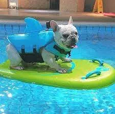 Dog Life Vest