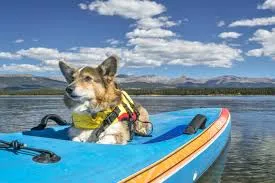 Dog Life Vest