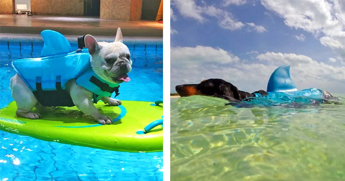 Dog Life Vest