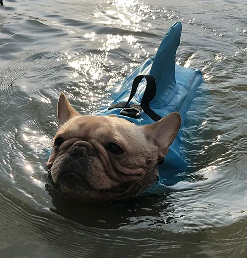 Dog Life Vest
