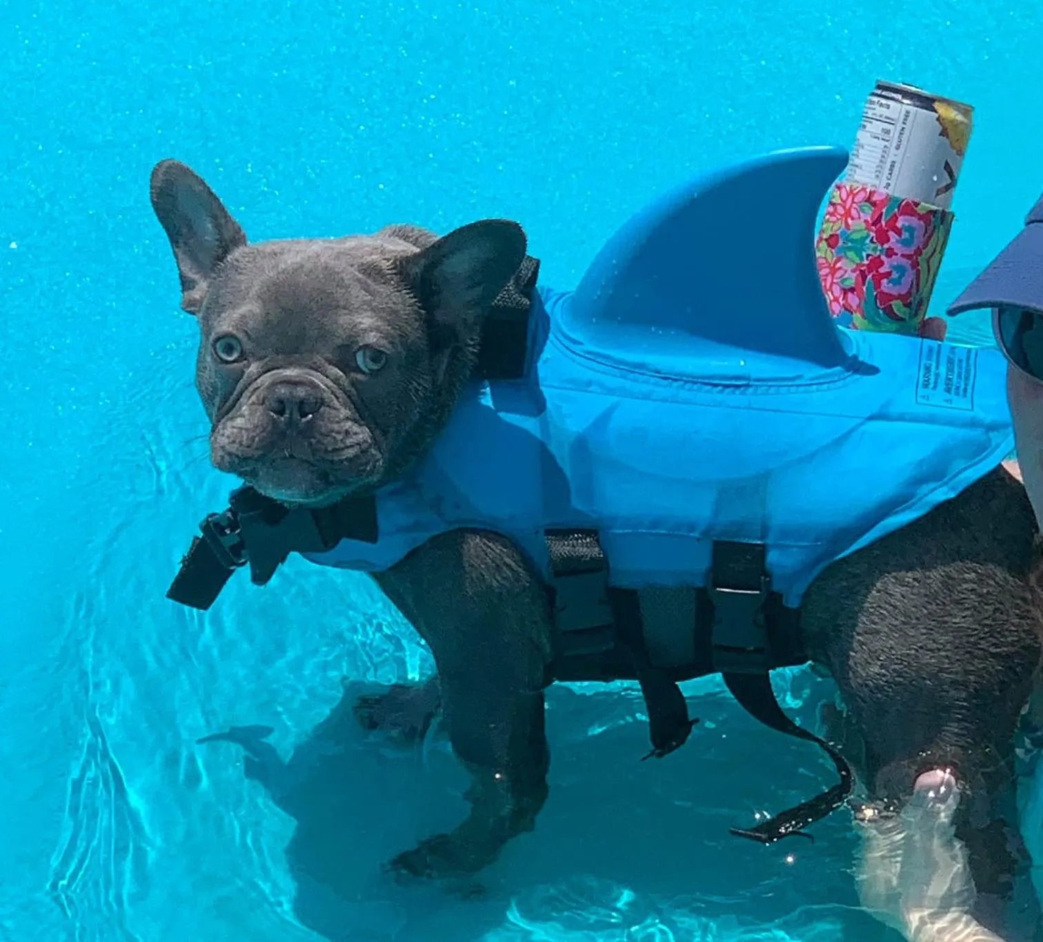 Dog Life Vest