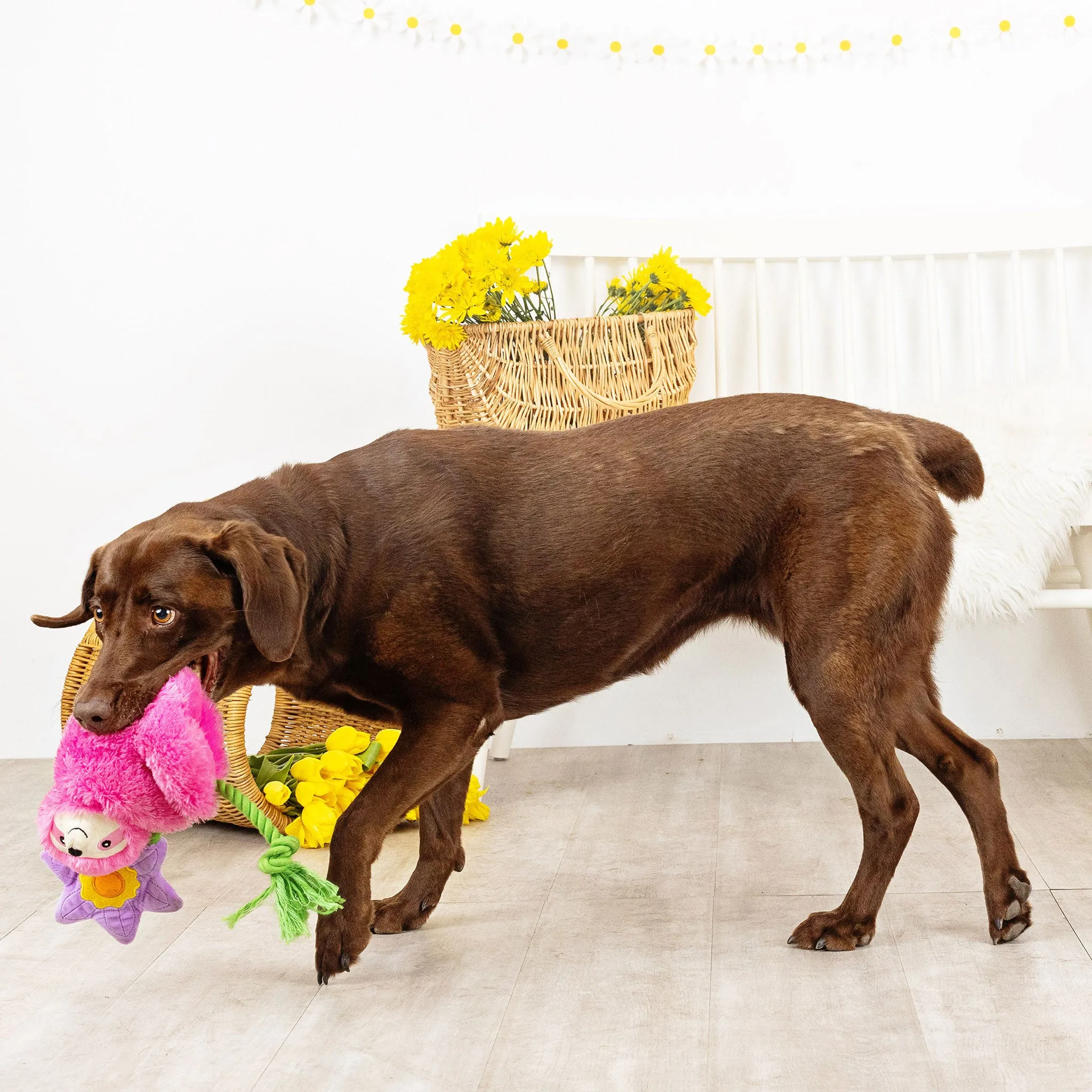 Fringe Bloom Bloom Sloth Dog Toy