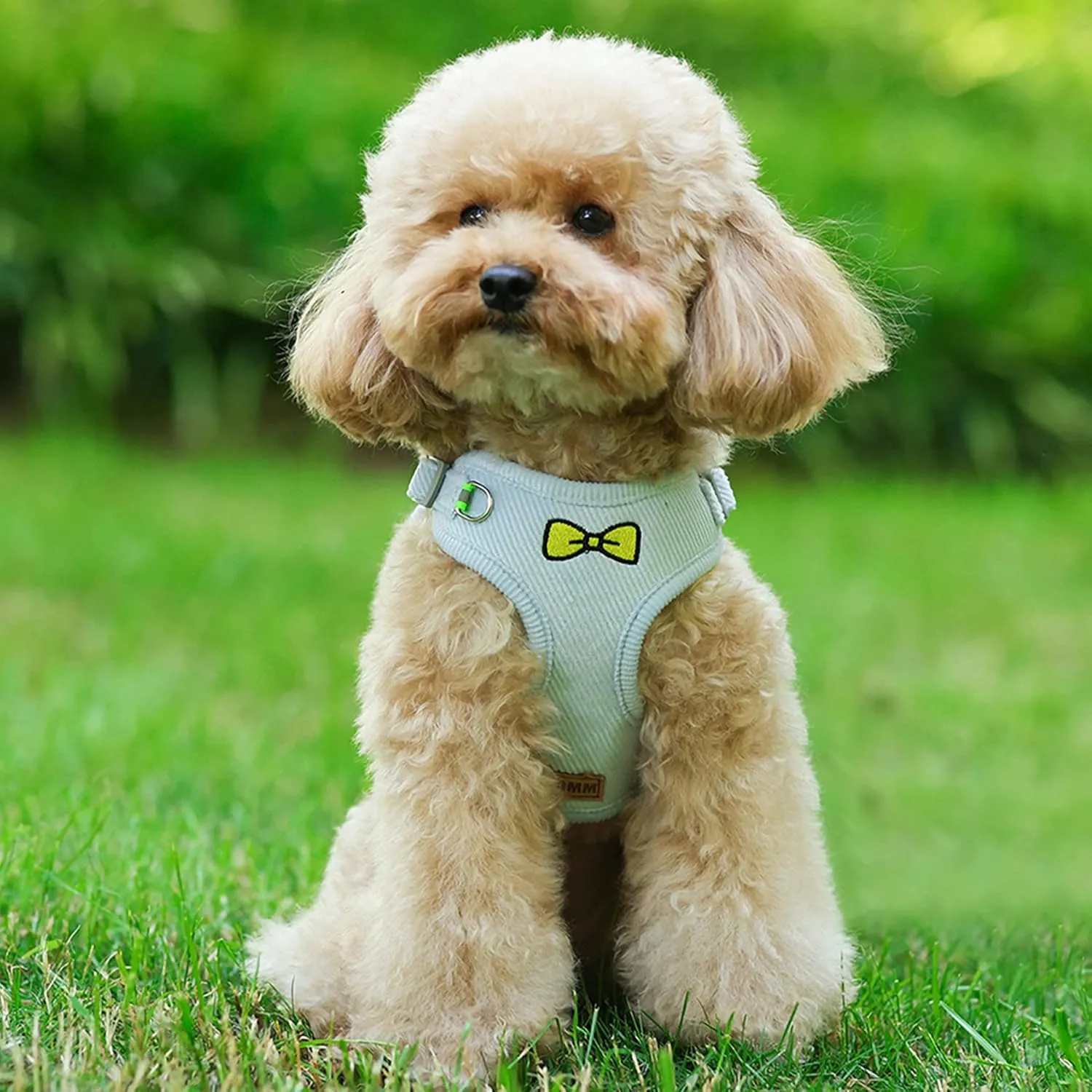 No Pull Dog Harness with Leash Pet Soft Vest Harness and Leash Set Dog Cat No Choke Escape Proof Harness Reflective Step in Harness for Small Medium Dogs Cats (Baby Blue, Small)