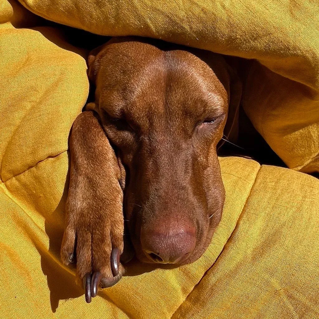 Padbury Linen Saffron Orange & Turmeric Yellow Luxury Quilted Reversible Dog Blanket