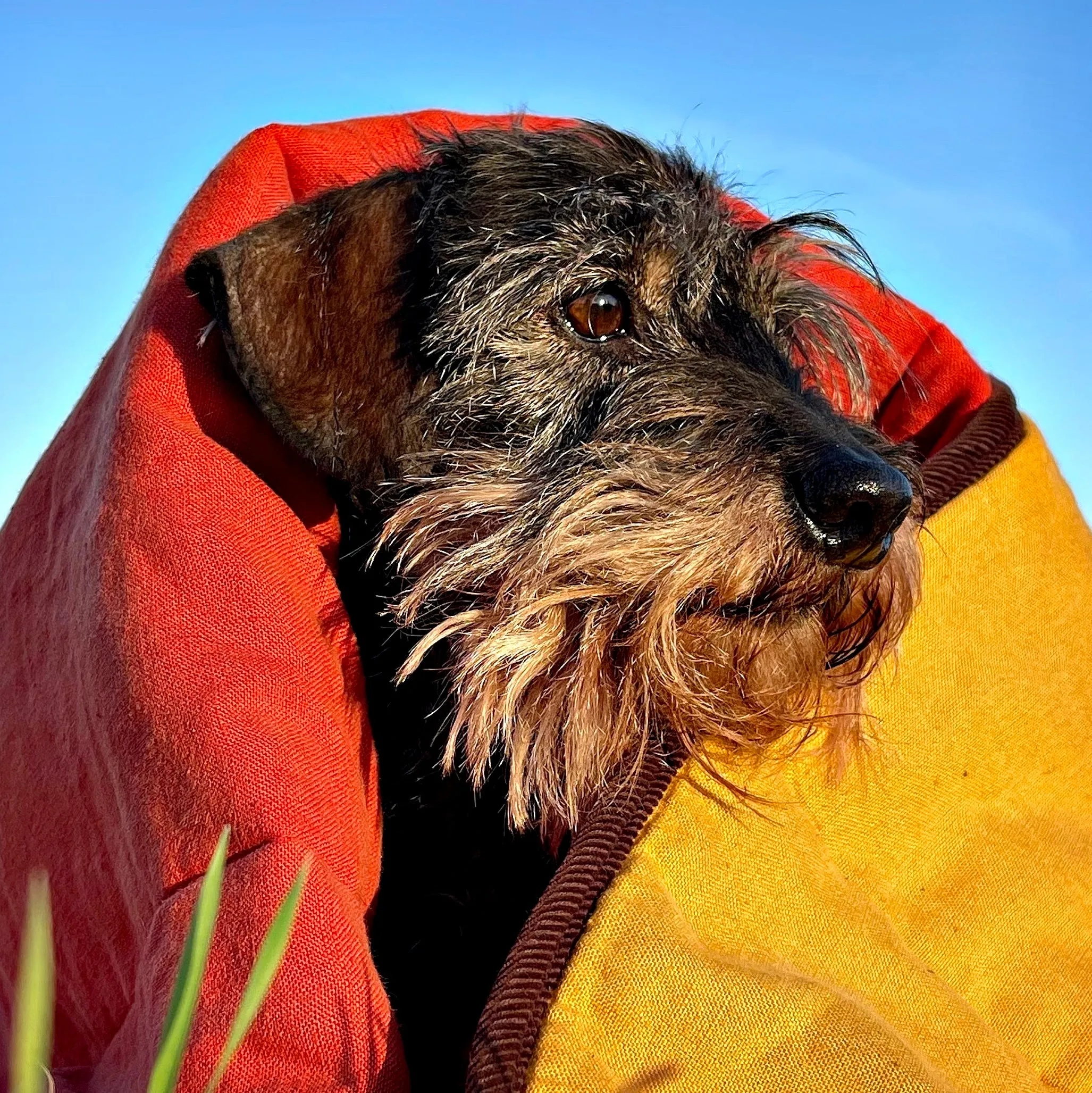 Padbury Linen Saffron Orange & Turmeric Yellow Luxury Quilted Reversible Dog Blanket