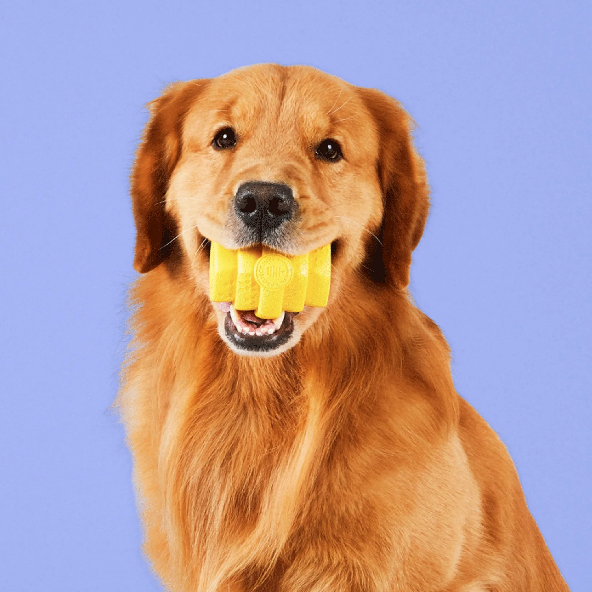 Project Hive Chew Yellow Dog Toys