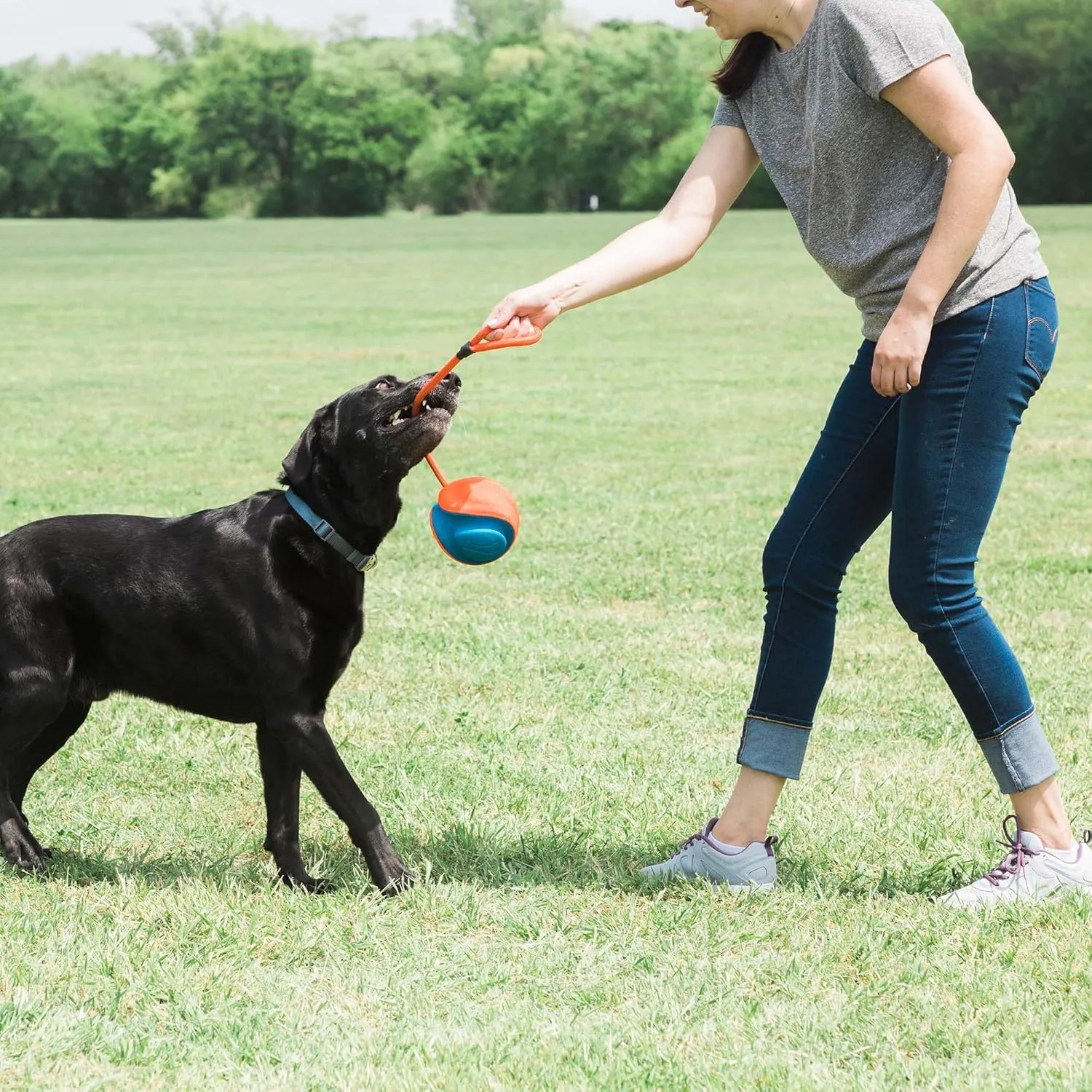 Rope Fetch Dog Toy 22-1/2 in. - Orange / Blue