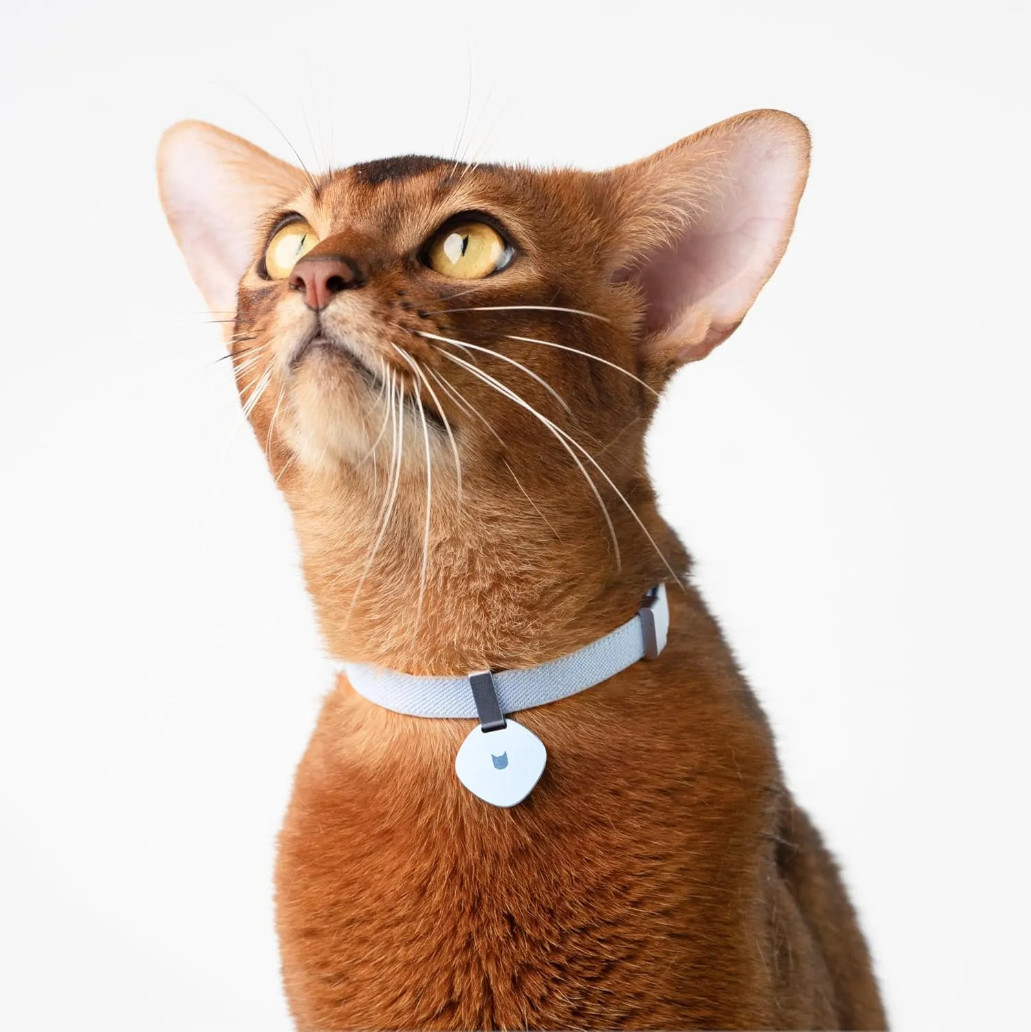 Safety Cat Collar and ID Tag Set - Elastic Quick Release, Non Breakaway Cat Collar Personalized Anodized Aluminum Pet Name Tag, Lightweight for Kitten and Small Large Cats