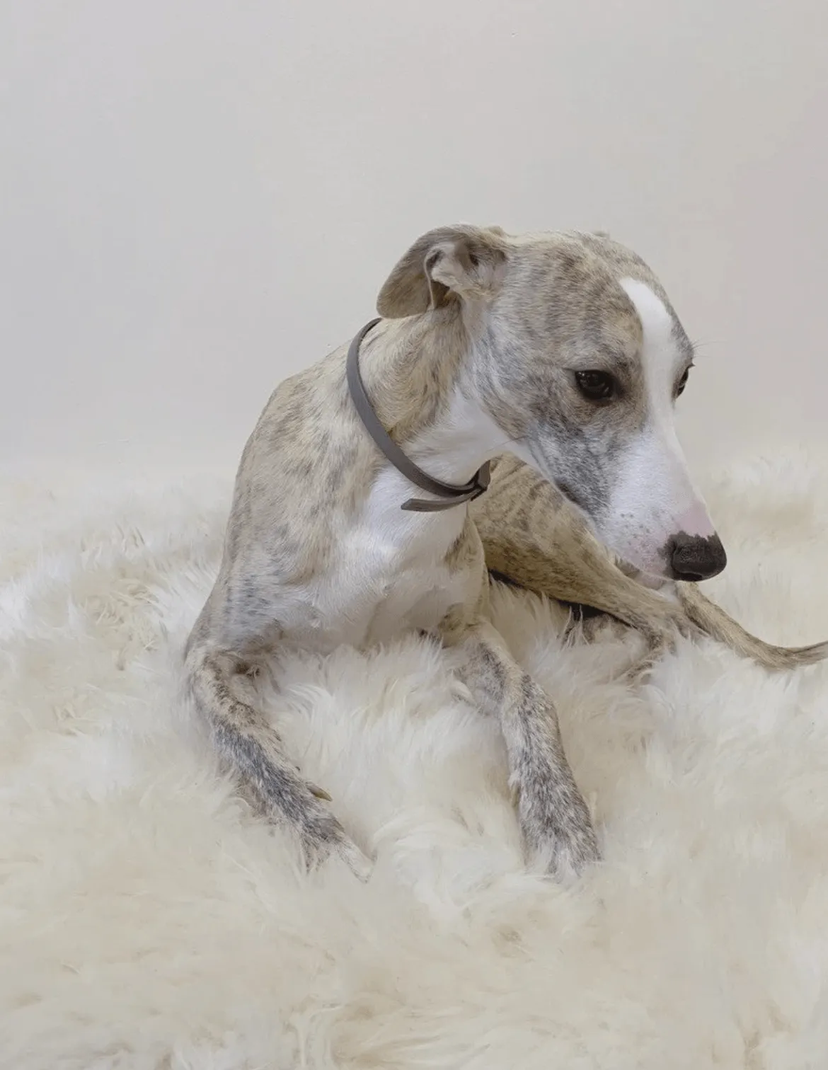 Square or Rectangular Natural Sheepskin Pet Mat - White