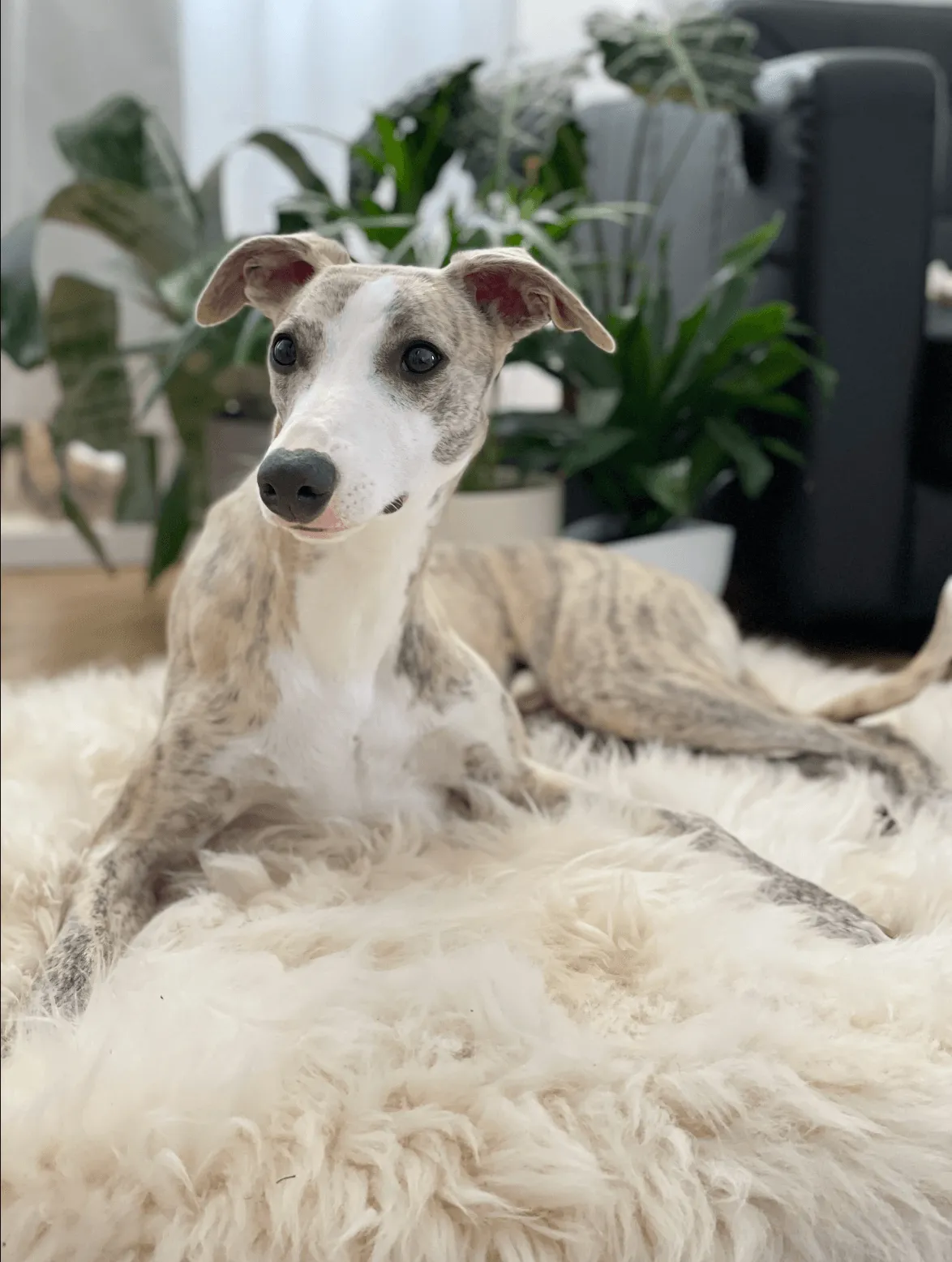 Square or Rectangular Natural Sheepskin Pet Mat - White