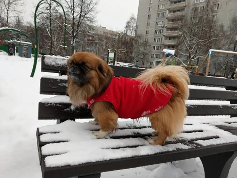 Warm Fleece Vest for Small Dogs and Cats with D-Ring Attachment